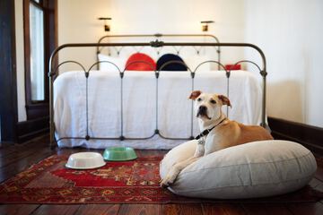 Pet-friendly amenities