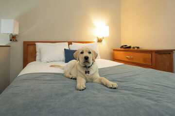 Pet-friendly
