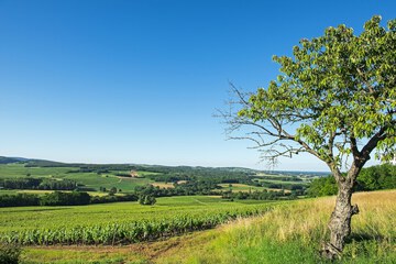 Vineyard view