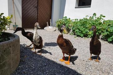 Photo 16
