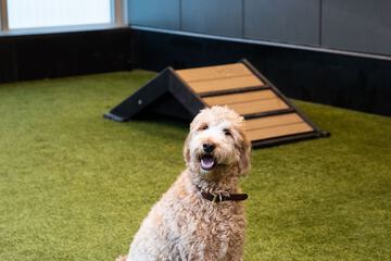 Pet-friendly amenities