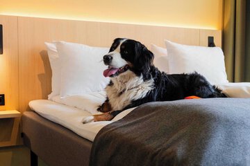 Pet-friendly