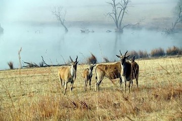 Game viewing