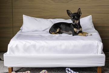 Pet-friendly