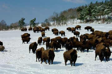 Game viewing