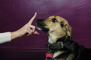 Pet-friendly