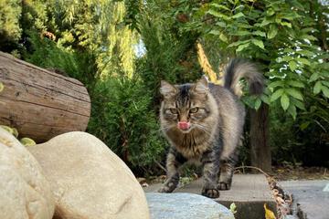 Photo 20