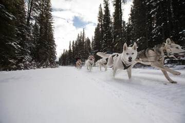 Snow and ski sports