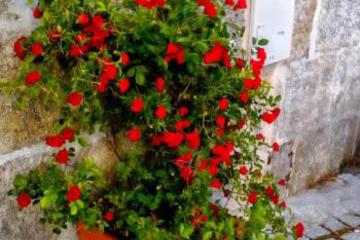 Photo 32