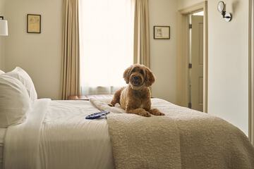 Pet-friendly