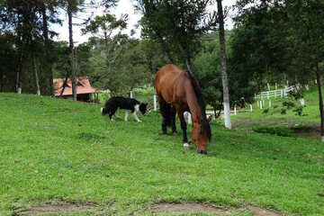 Horseback riding