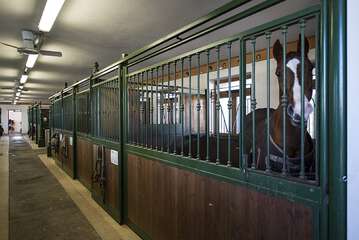 Horseback riding