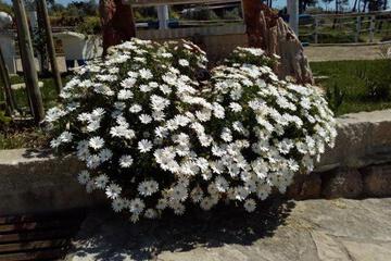 Photo 73