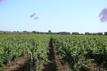 Vineyard