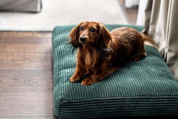 Pet-friendly