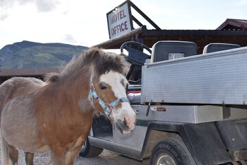 Horseback riding