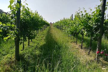 Vineyard