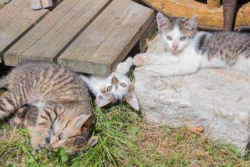 Photo 40