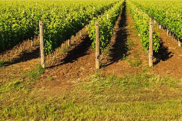 Vineyard