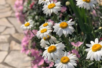 Photo 42