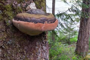 Photo 44