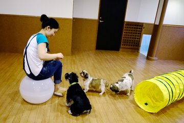 Pet-friendly amenities
