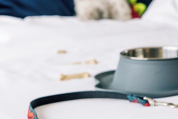 Pet Friendly 83 of 90