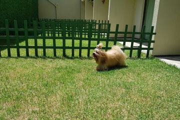 Pet-friendly
