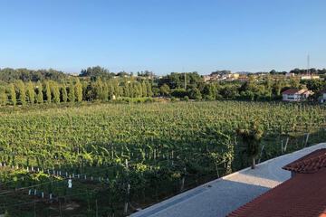 Vineyard