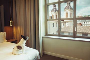 Room amenity
