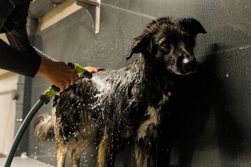 Pet-friendly