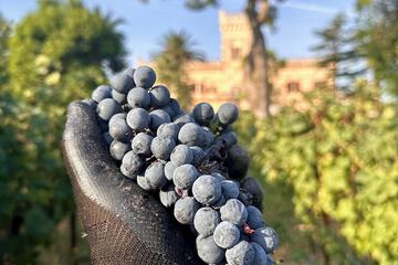 Vineyard