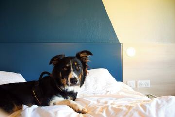 Pet-friendly
