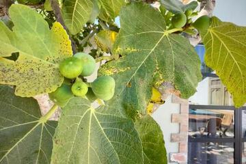 Photo 48
