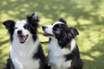 Pet-friendly