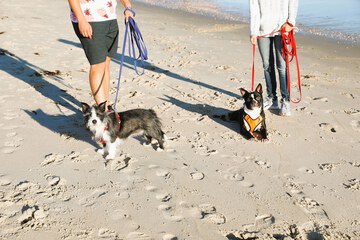 Pet-friendly
