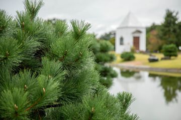 Japanese garden