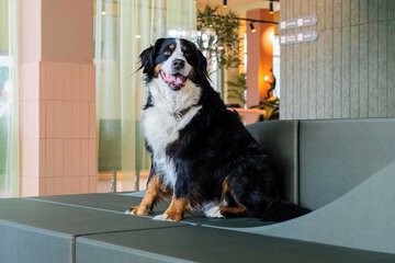 Pet-friendly