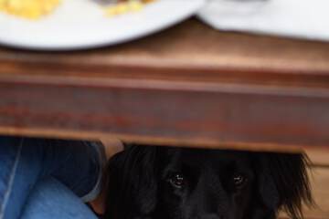 Pet-friendly