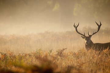 Hunting