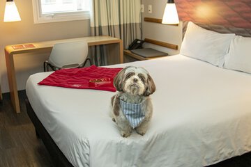 Pet-friendly