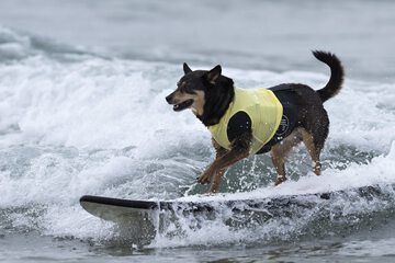 Pet-friendly