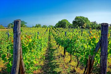 Vineyard
