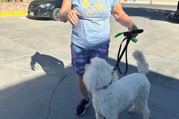 Pet-friendly