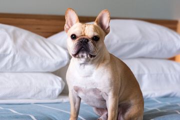 Pet-friendly