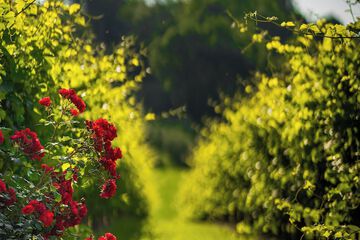 Vineyard
