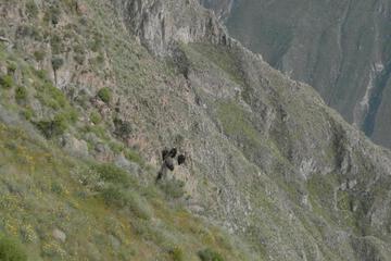 Photo 36