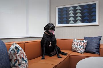 Pet-friendly