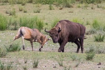 Safari