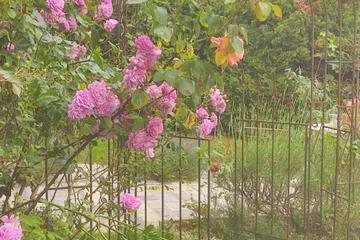 Photo 24